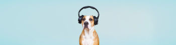 DOG WITH HEADPHONE